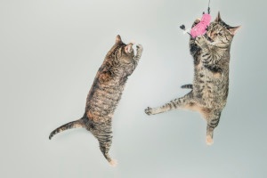 cats have fun in b2b marketing