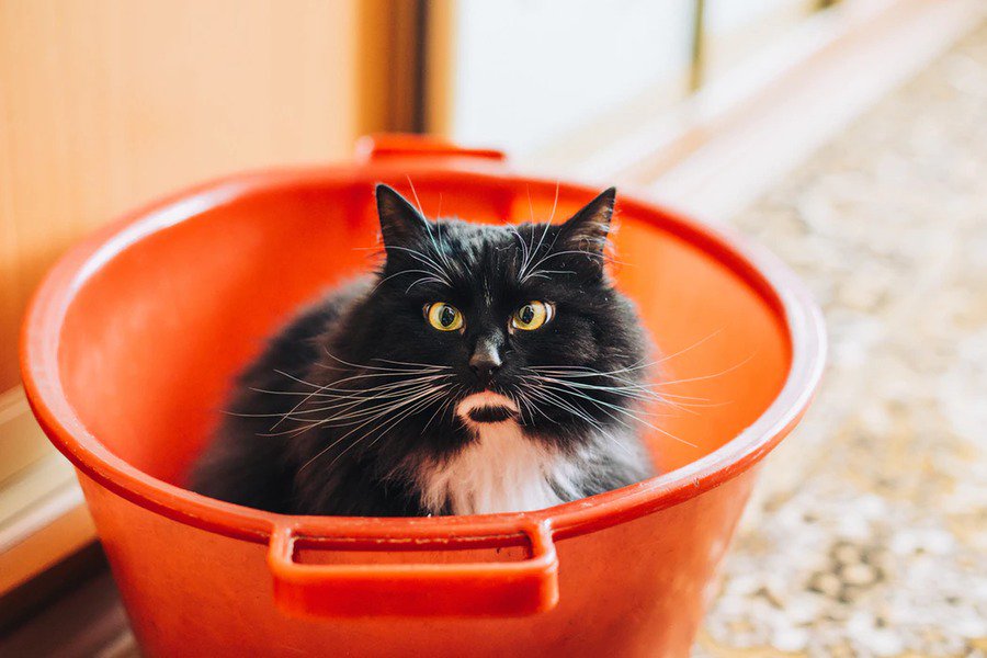 marketing email workflows lead nurturing by buckets - cat in a bucket